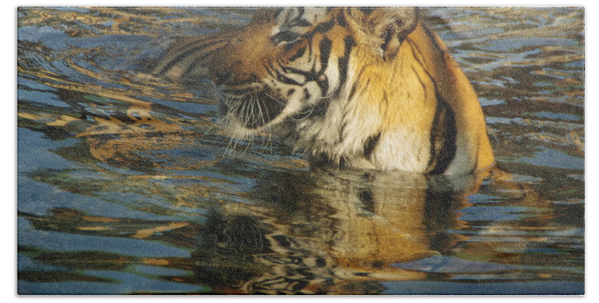 Lions Tigers And Bears Bath Towel featuring the photograph Tiger 3 by Phyllis Spoor
