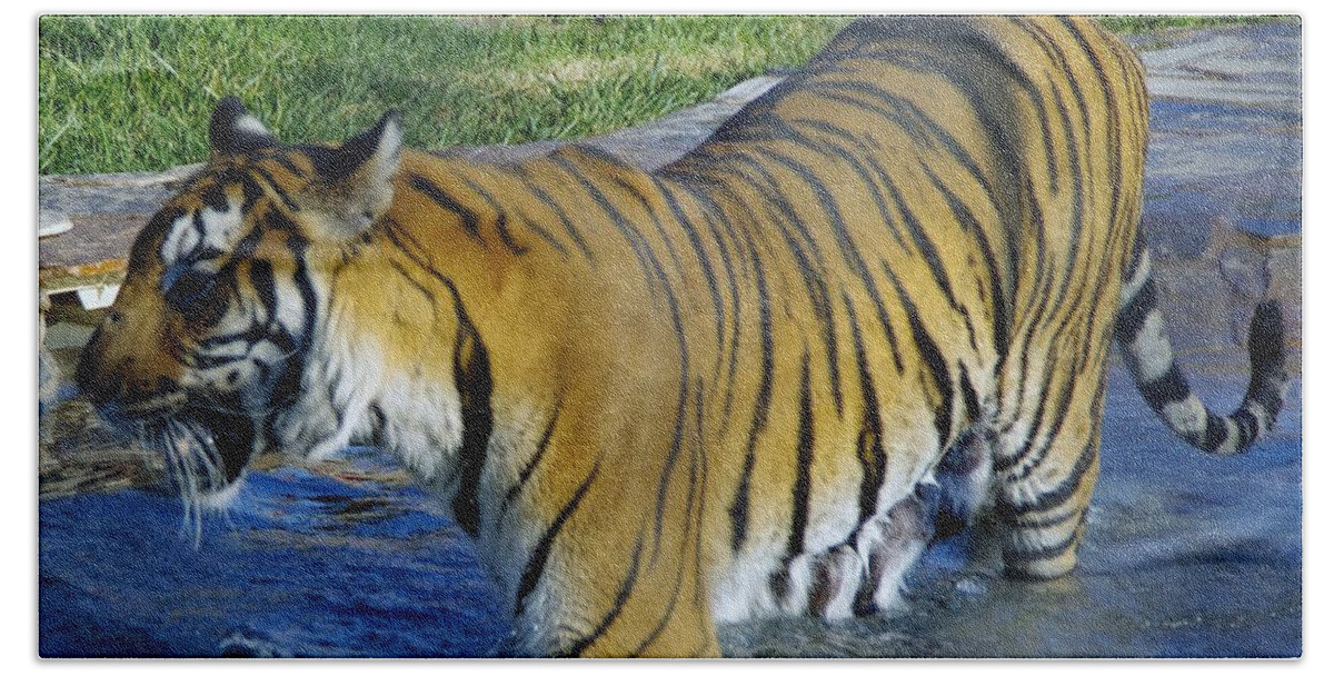 Lions Tigers And Bears Hand Towel featuring the photograph Tiger 4 by Phyllis Spoor