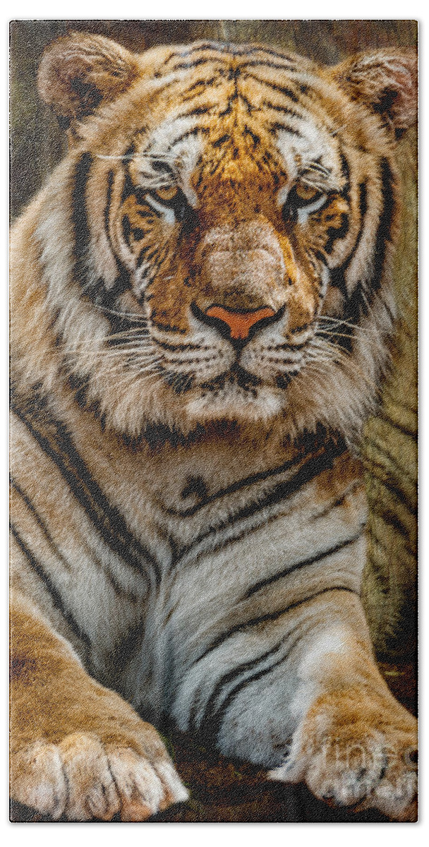 Tiger Bath Towel featuring the photograph Tiger by Adrian Evans