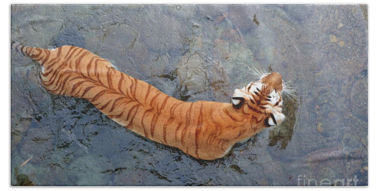 Bengal Tiger Hand Towel featuring the photograph Tiger in the Stream by Robert Meanor