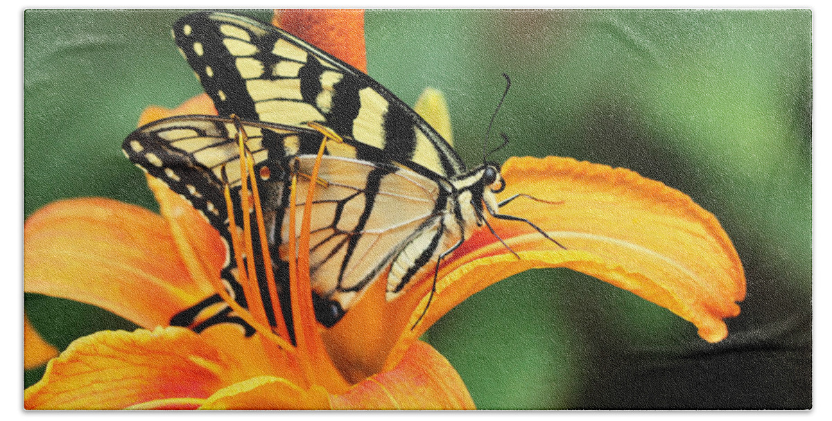 Butterfly Bath Towel featuring the photograph Tiger Swallowtail Butterfly On Daylily by Carol Senske