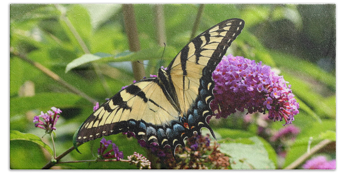 Nature Bath Towel featuring the photograph Tiger Swallowtail on Butterfly Bush by William Selander