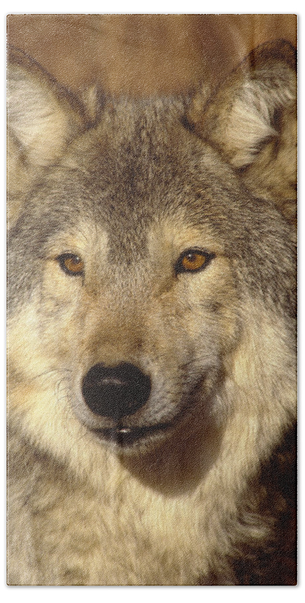 Feb0514 Bath Towel featuring the photograph Timber Wolf North America by Tom Vezo