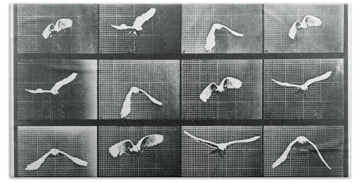 Bird Bath Towel featuring the mixed media Time Lapse Motion Study Bird Monochrome by Tony Rubino