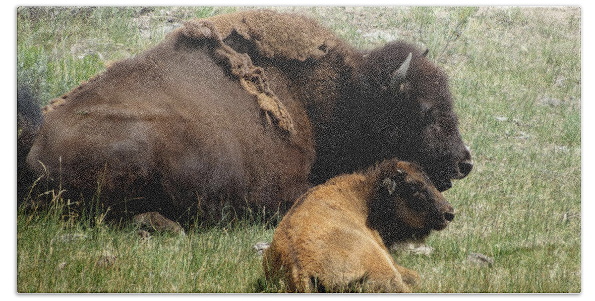 Bison Hand Towel featuring the photograph Time to Rest by Laurel Powell