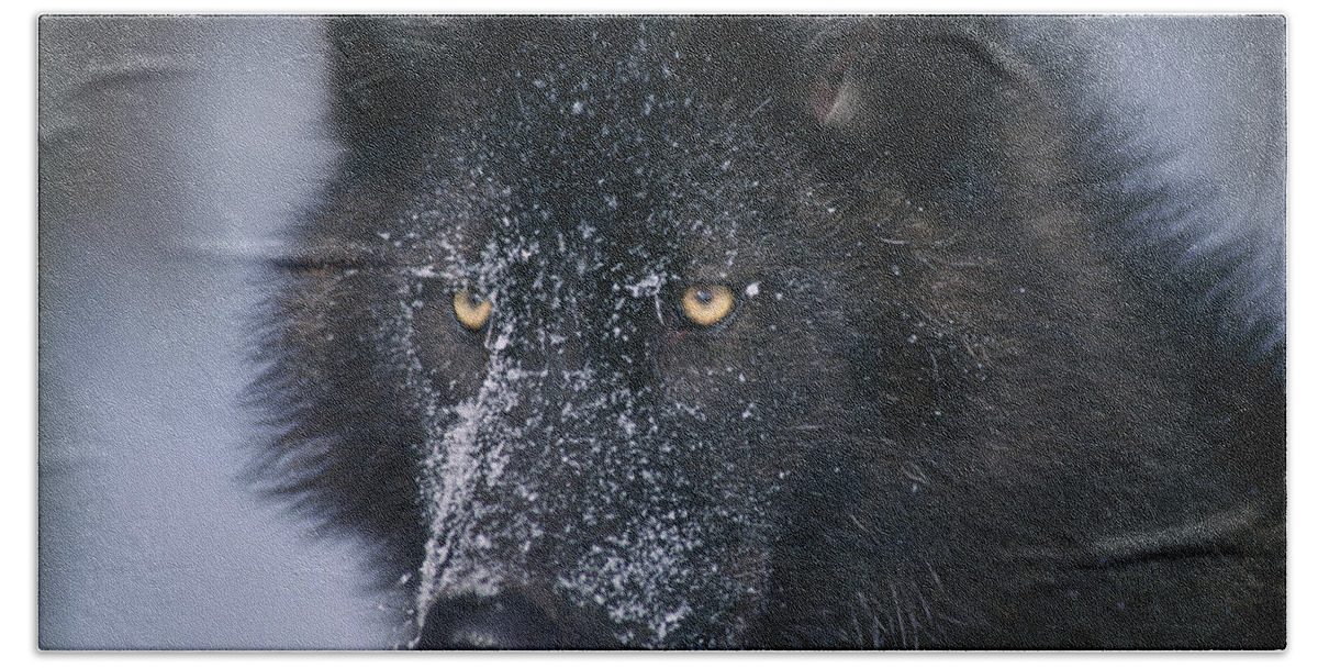 Adulthood Bath Towel featuring the photograph T.kitchin Tk1731e, Gray Wolf, Timber by First Light