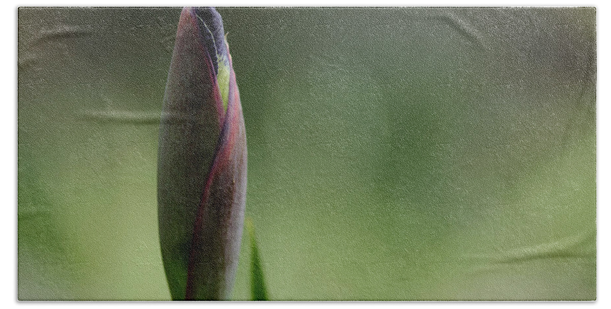 Iris Bath Towel featuring the photograph Today A Bud - Purple Iris by Debbie Oppermann