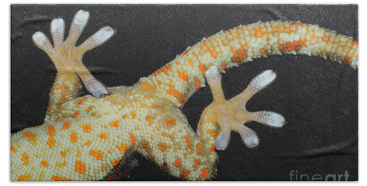 Gecko Foot Bath Towel featuring the photograph Tokay Gecko Feet by Fletcher and Baylis