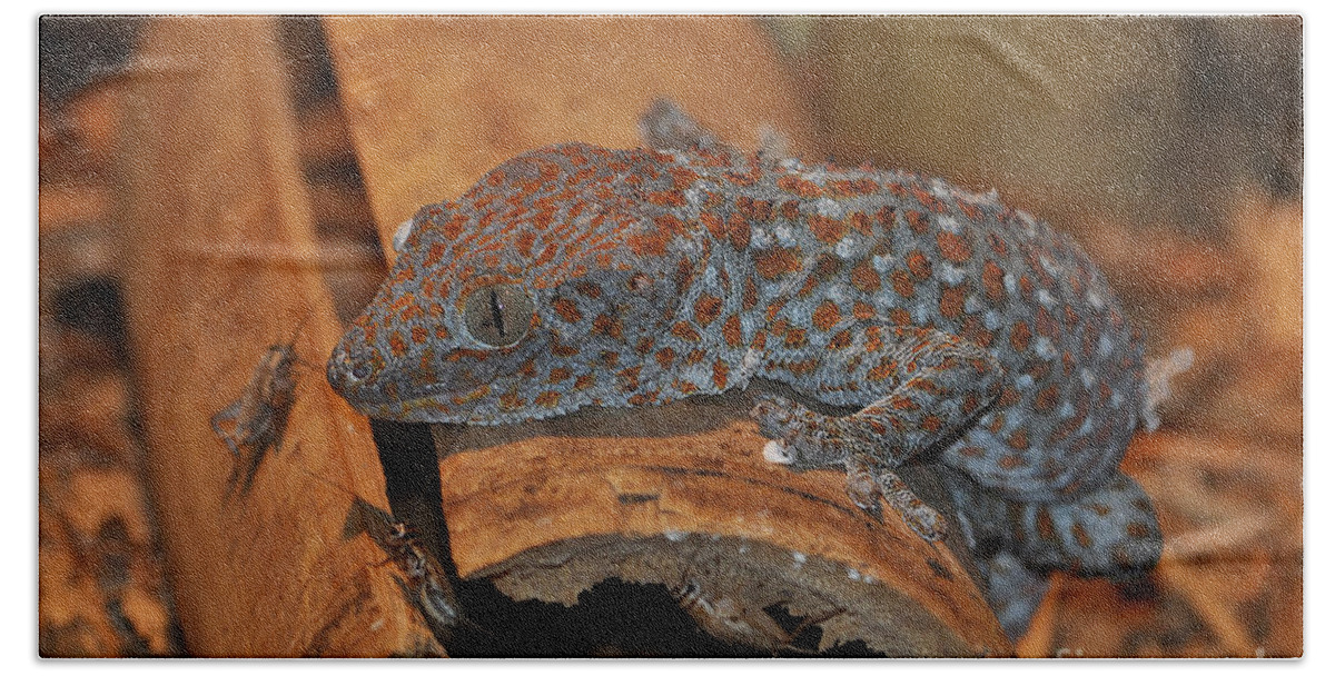 Reptile Bath Towel featuring the photograph Tokay Gecko by Kathy Baccari