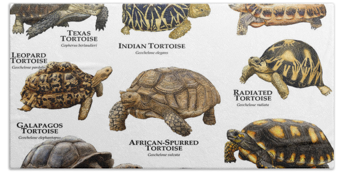 African Spurred Tortoise Hand Towel featuring the photograph Tortoises Of The World by Roger Hall