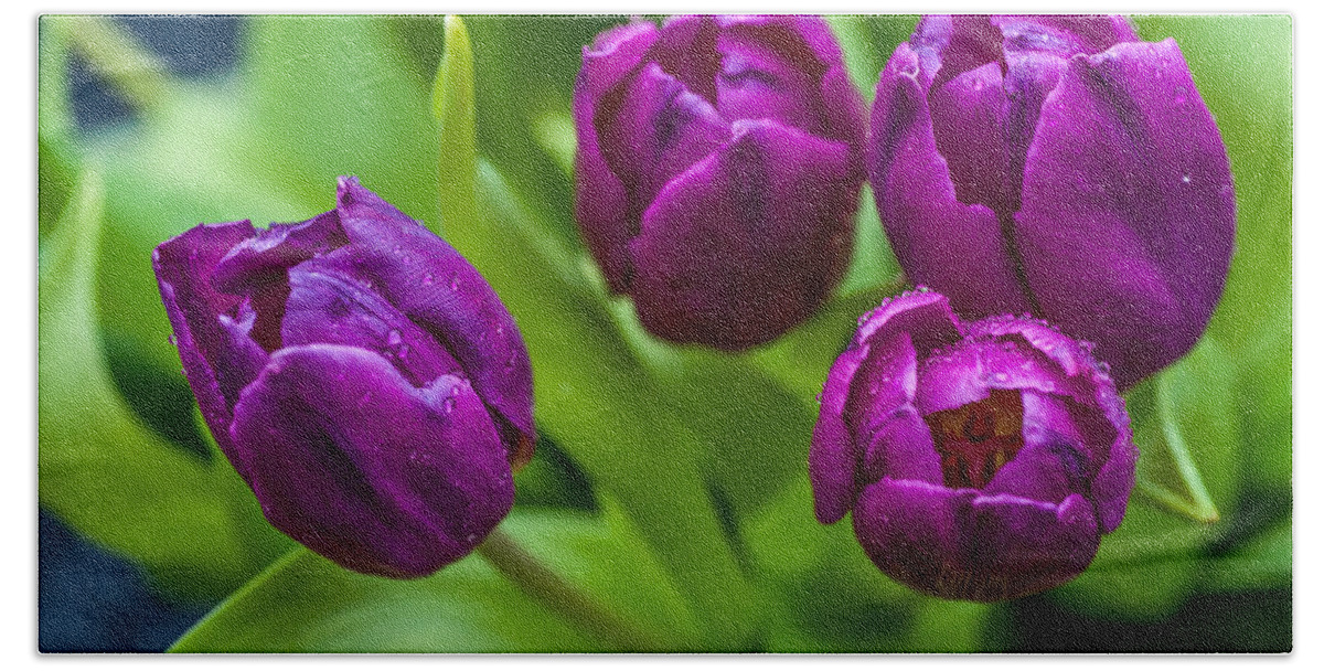 Tulip Bath Towel featuring the photograph Towards You. Purple Tulips by Jenny Rainbow