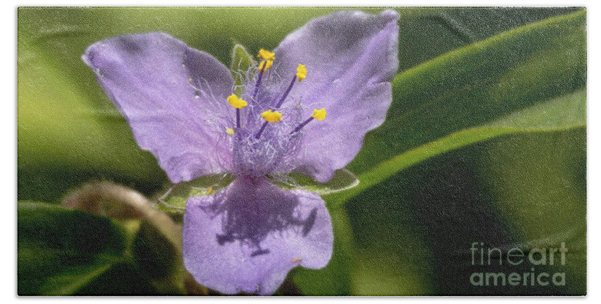 Tradescantia-virginiana Hand Towel featuring the photograph Tradescantia virginiana by Bernd Laeschke