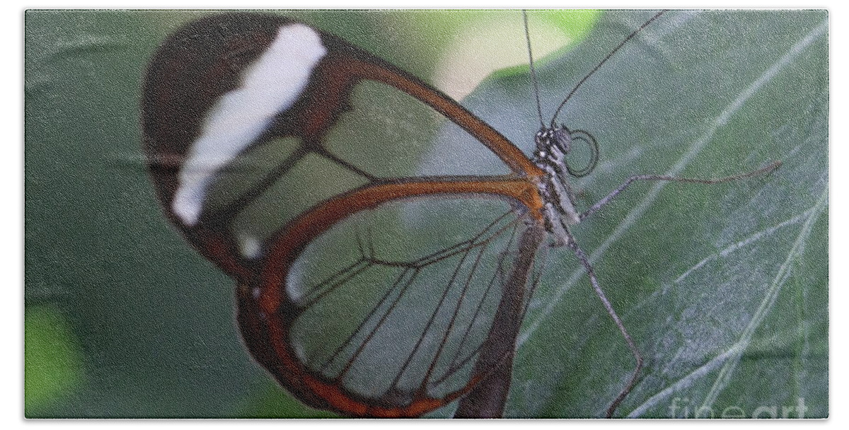 Butterfly Bath Towel featuring the photograph Transparent Butterfly by Amanda Mohler