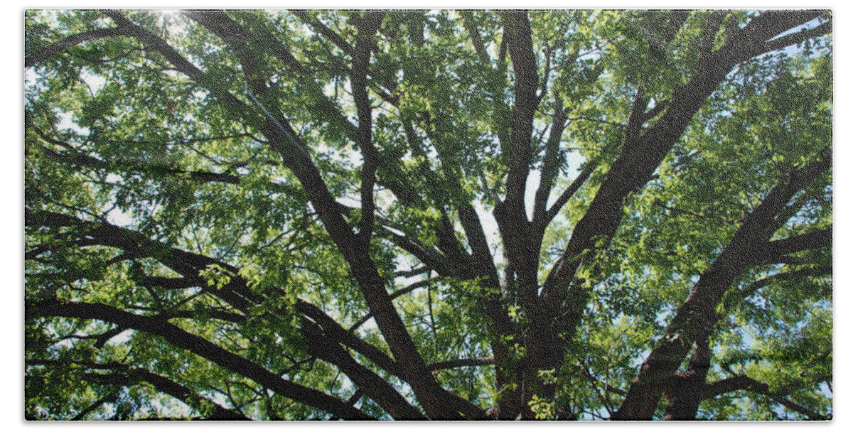 Tree Bath Towel featuring the photograph Tree Canopy Sunburst by Kenny Glover