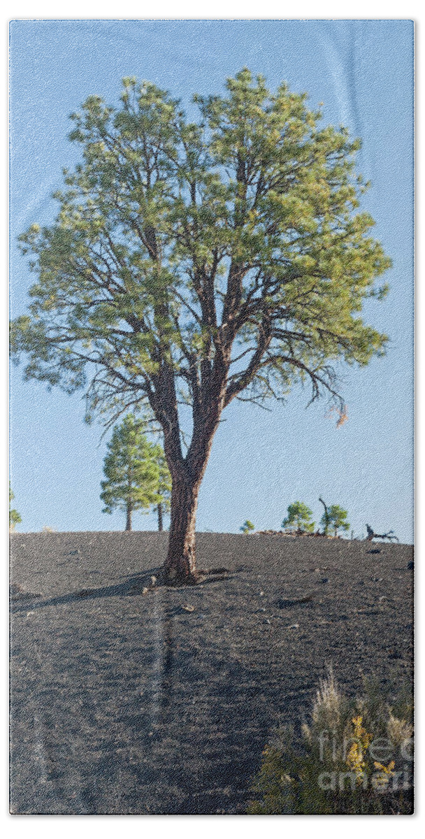 Arizona Bath Towel featuring the photograph Tree Growing in Ash in Sunset Crater Volcano National Monument by Fred Stearns