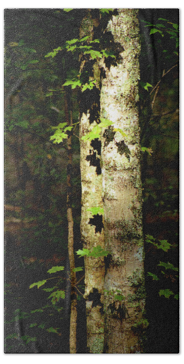 Tree Hand Towel featuring the photograph Tree In The Woods by Pamela Critchlow