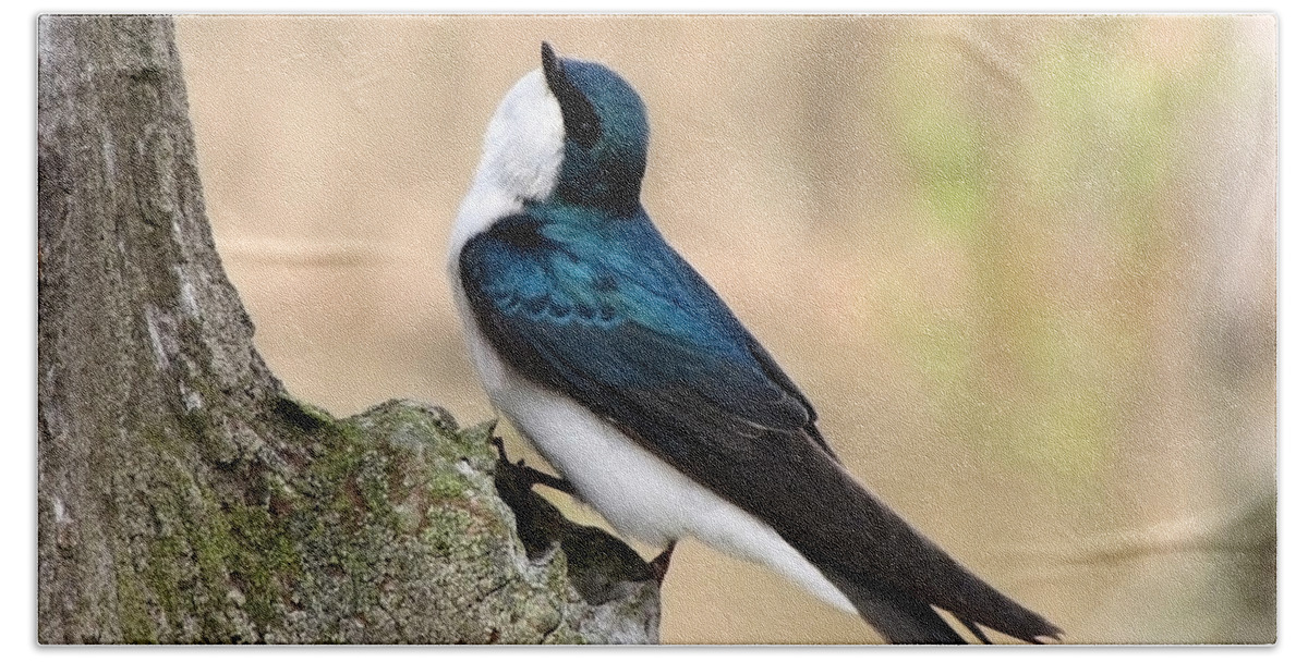 Tree Swallow. Swallow Bath Towel featuring the photograph Tree Swallow by Ann Bridges