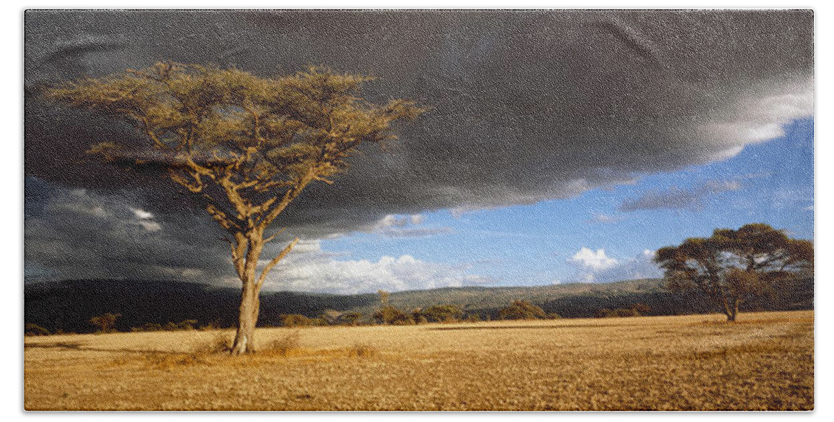 Photography Hand Towel featuring the photograph Tree W\storm Clouds Tanzania by Panoramic Images