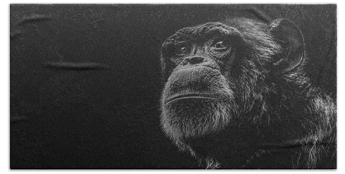 Chimpanzee Ape Portrait Low Key Wildlife Nature Bath Towel featuring the photograph Trepidation by Paul Neville