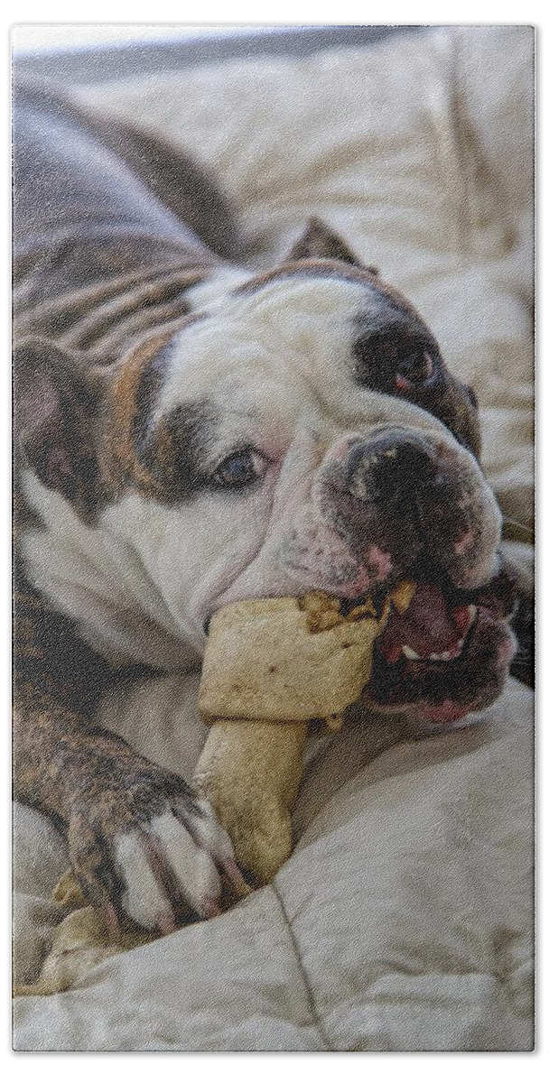 English Bull Dog Bath Towel featuring the photograph Trixie Eating a Bone by Mitch Johanson