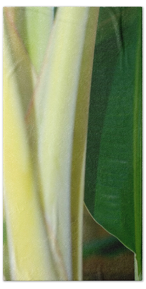 Banana Bath Towel featuring the photograph Tropical Banana Tree by Connie Fox