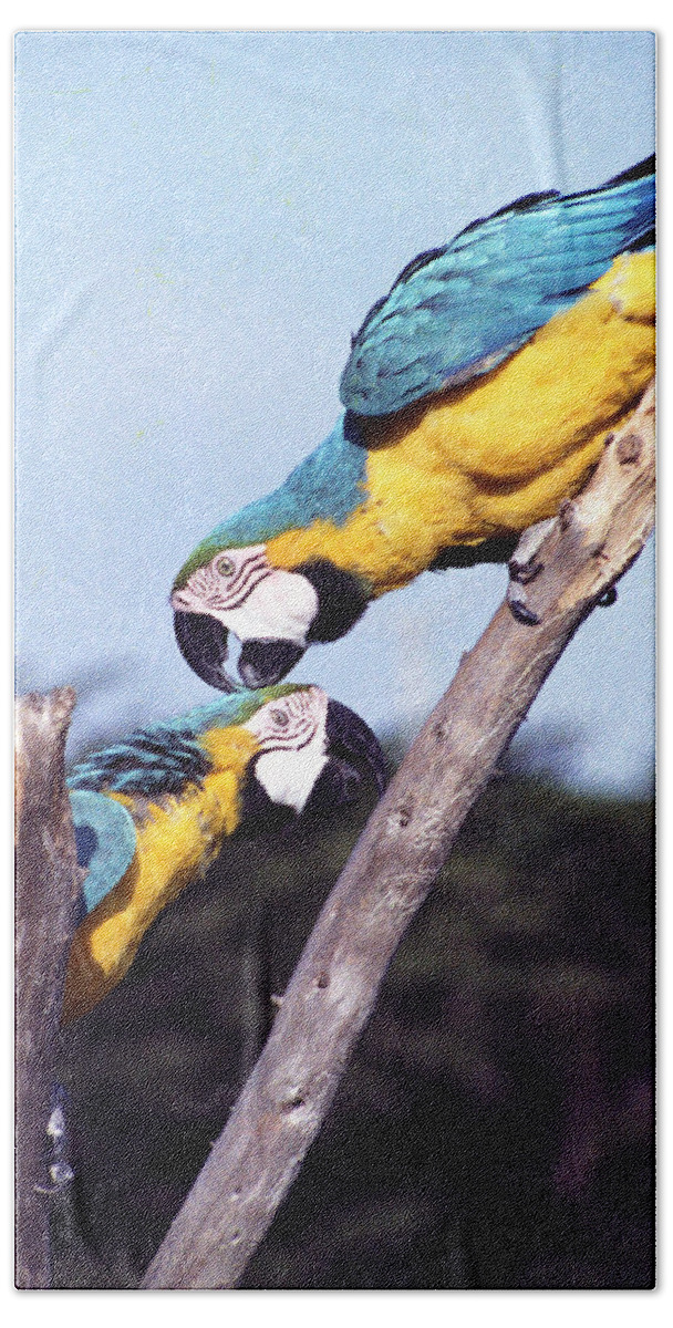 Tropical Parrots Bath Towel featuring the photograph Tropical Parrots in Love by Daniel Larsen
