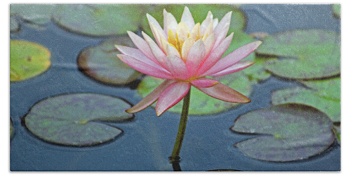 Flower Bath Towel featuring the photograph Tropical Pink Lily by Cynthia Guinn