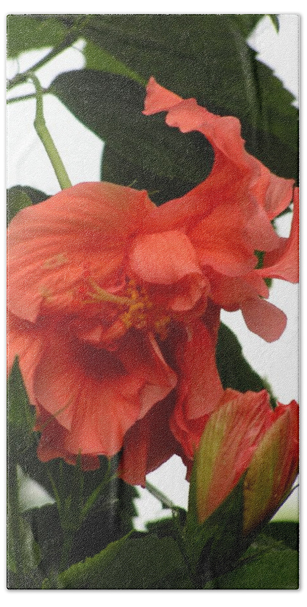 Hibiscus Bath Towel featuring the photograph Tropical ruffles by Annika Farmer