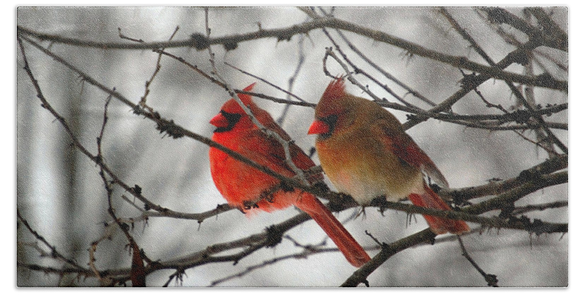 Cardinals Hand Towel featuring the photograph True Love Cardinal by Peggy Franz