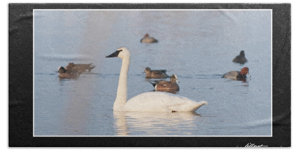 Swan Bath Towel featuring the photograph Trumpeter Swan by Bon and Jim Fillpot