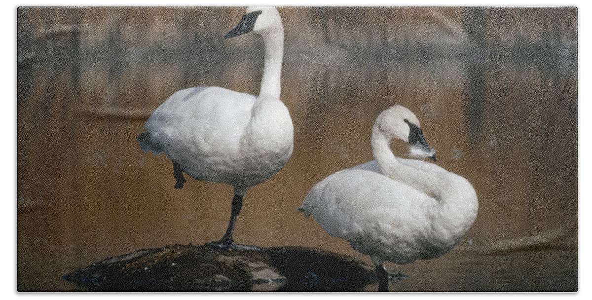 Feb0514 Bath Towel featuring the photograph Trumpeter Swans Yellowstone Np Wyoming by Michael Quinton