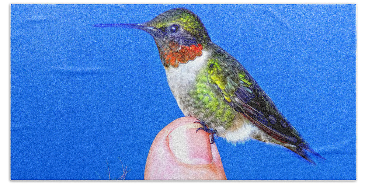  Hummingbird Hand Towel featuring the photograph Trust And Patience by Randall Branham