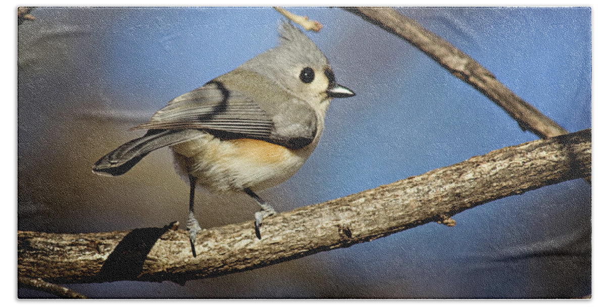 backyard Birds Hand Towel featuring the photograph Tufted Titmouse - 1 by Lana Trussell