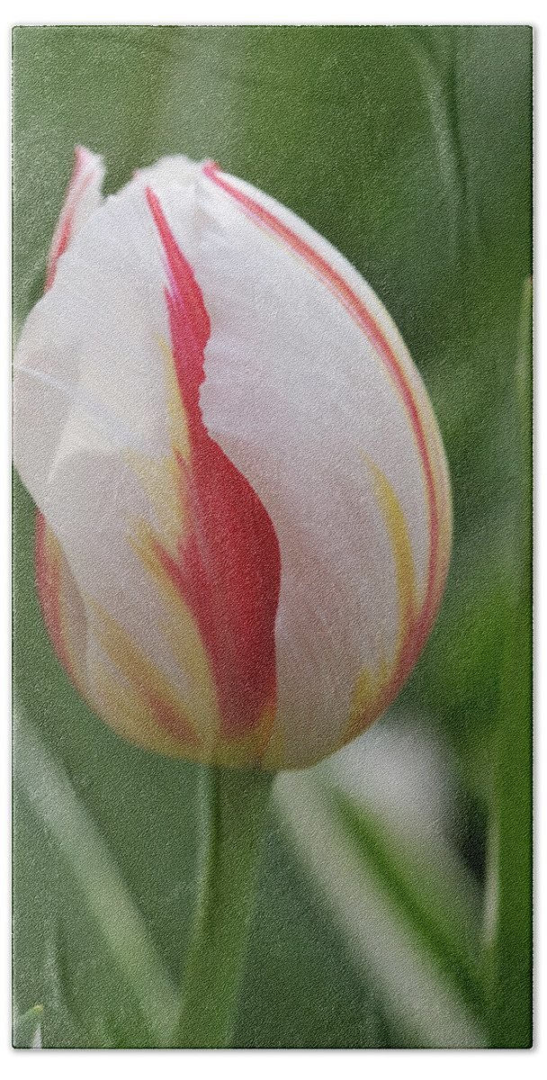 Tulip Bath Towel featuring the photograph Tulip by Matthias Hauser