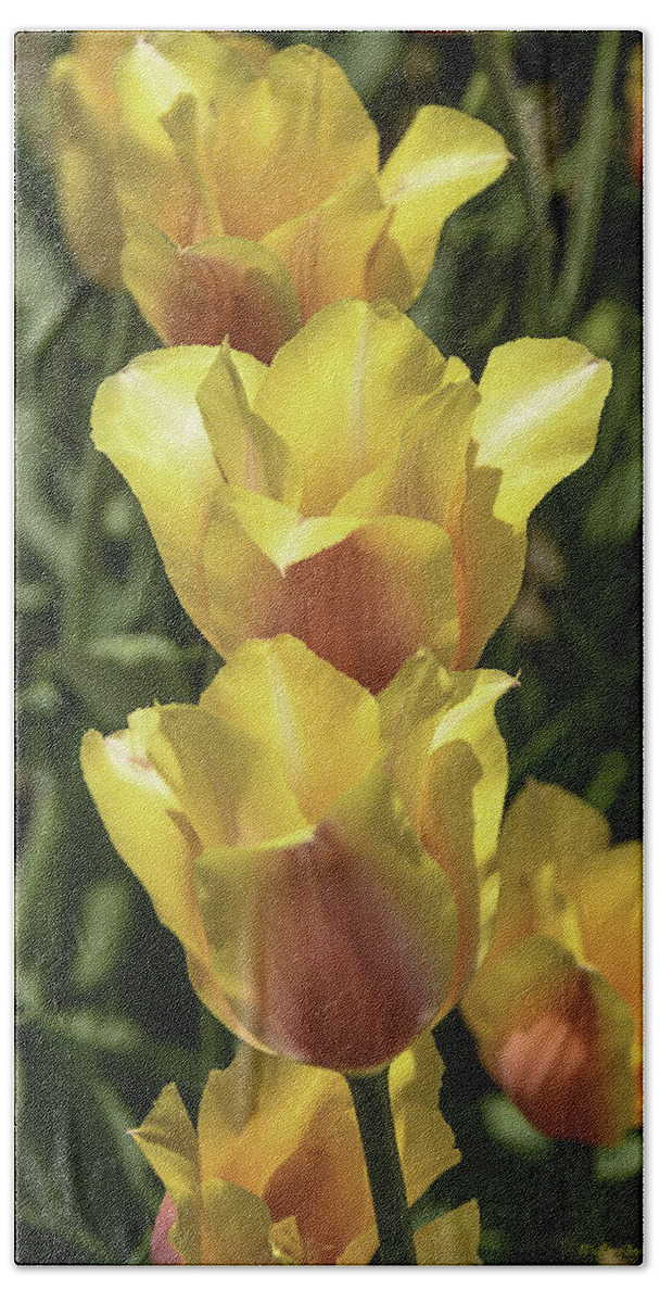Usa Bath Towel featuring the photograph Tulip Time Yellow Orange Trio by LeeAnn McLaneGoetz McLaneGoetzStudioLLCcom
