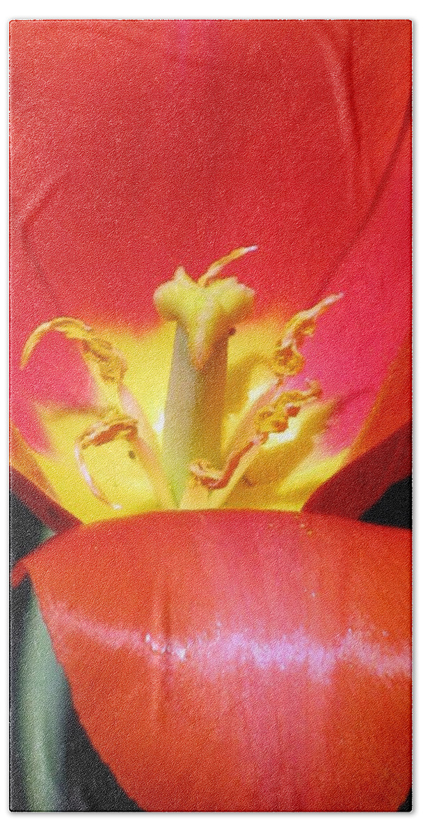 Tulip Bath Towel featuring the photograph Tulips - Filled With Desire 08 by Pamela Critchlow