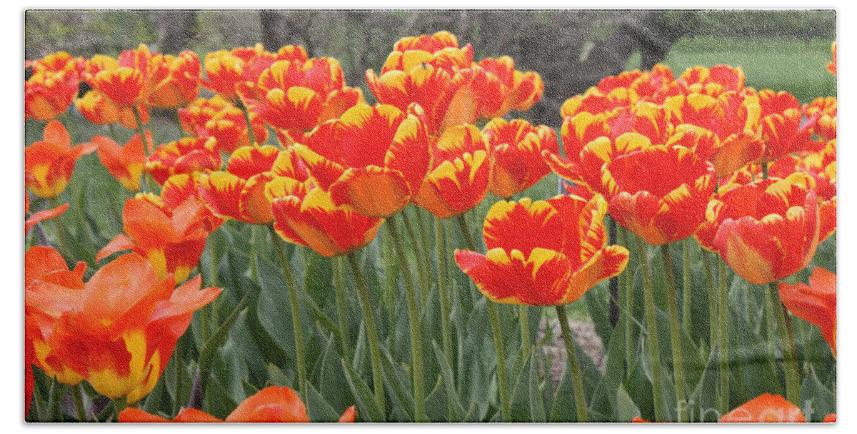 Tulips From Brooklyn Hand Towel featuring the photograph Tulips from Brooklyn by John Telfer
