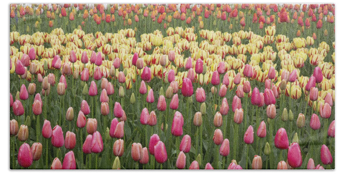 Flpa Bath Towel featuring the photograph Tulips Keukenhof Gardens Netherlands by Bill Coster