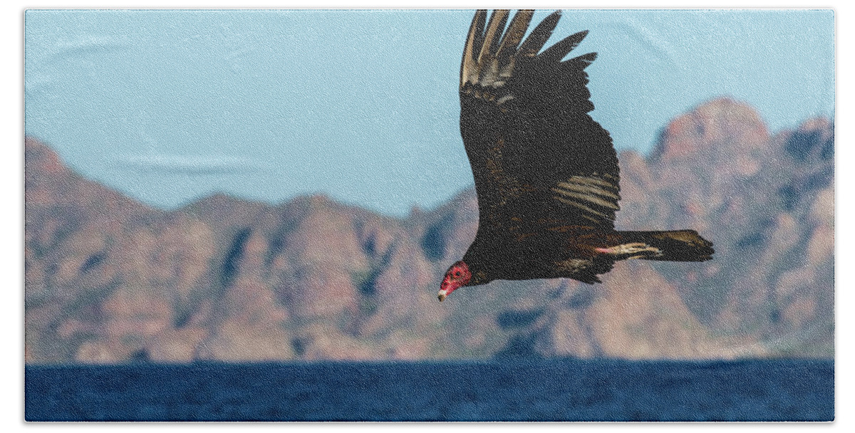 Photography Hand Towel featuring the photograph Turkey Vulture Cathartes Aura by Animal Images
