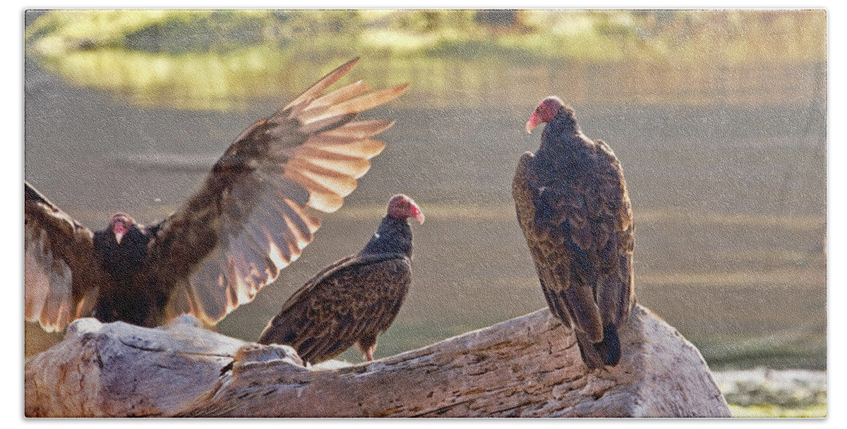 Vultures Bath Towel featuring the photograph Turkey Vultures aka Dracula by Peggy Collins