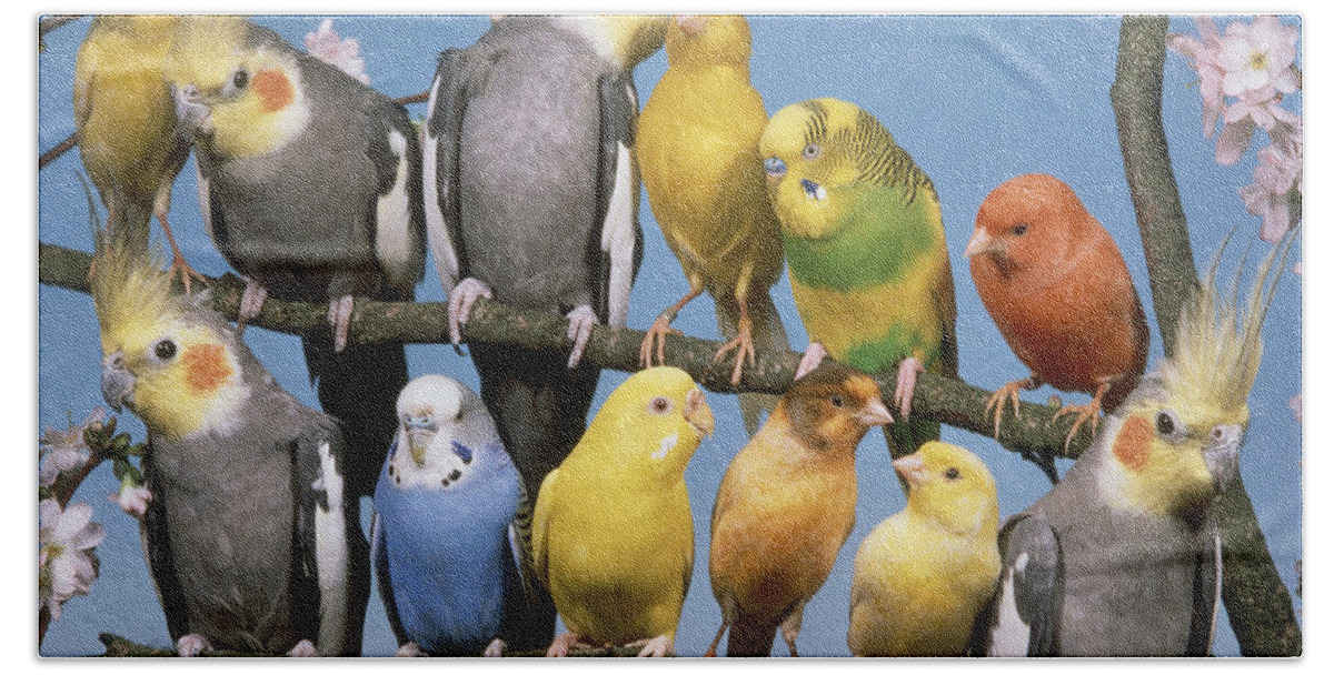 Animal Hand Towel featuring the photograph Twelve Birds by Hans Reinhard