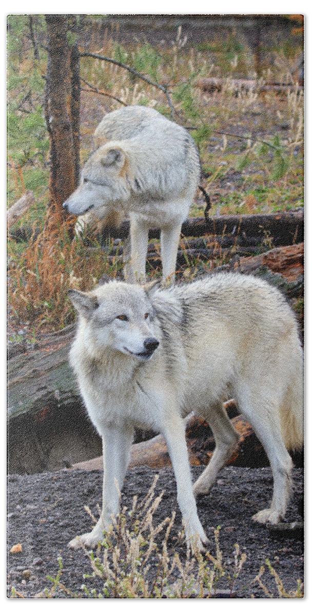 Wolves Hand Towel featuring the photograph Twin Wolves by Athena Mckinzie