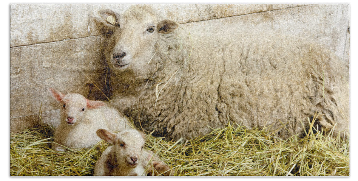 Sheep Bath Towel featuring the photograph Twins by Courtney Webster