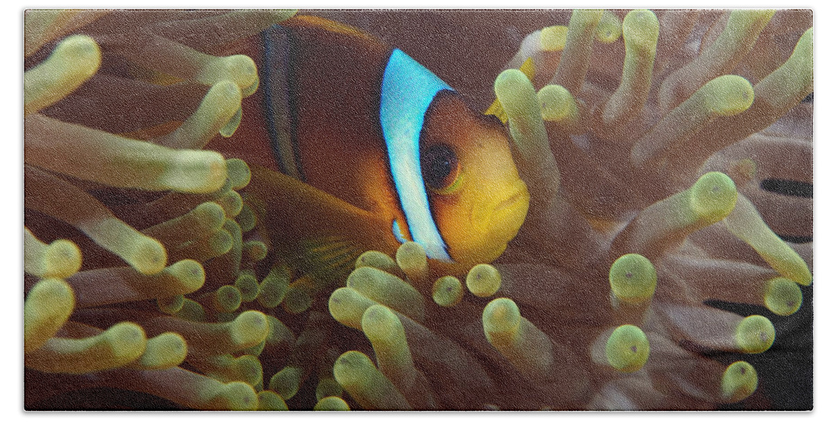 Eric Gibcus Hand Towel featuring the photograph Two-banded Anemonefish Red Sea Egypt by Eric Gibcus