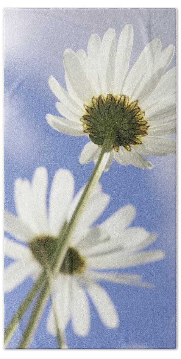 Asteraceae Bath Towel featuring the photograph Two daisies by Ulrich Kunst And Bettina Scheidulin