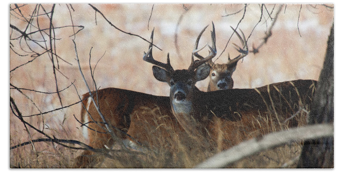 Deer Bath Towel featuring the photograph Two in the Bush by Jim Garrison