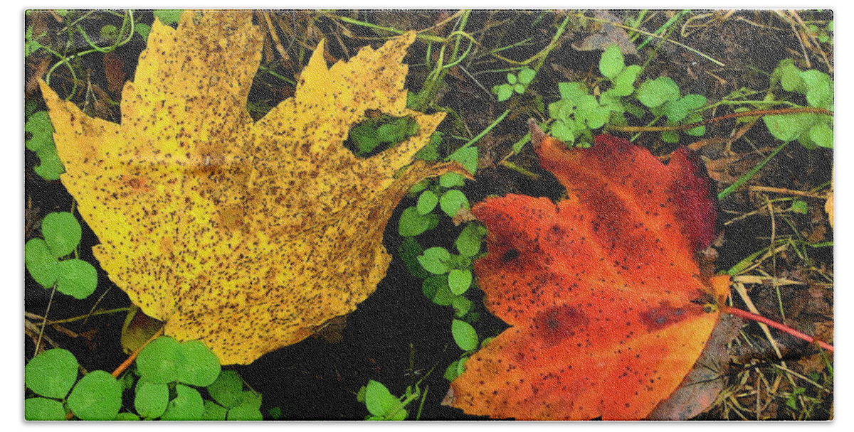 Fine Art Hand Towel featuring the photograph Two Leaves by Rodney Lee Williams