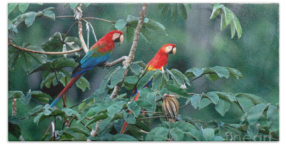 Green-winged Macaw Bath Towel featuring the photograph Two Macaws by Art Wolfe