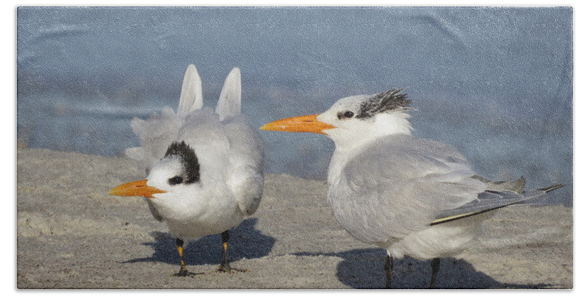 Birds. Birds Of Florida Bath Towel featuring the photograph Two Terns Watching by Ellen Meakin