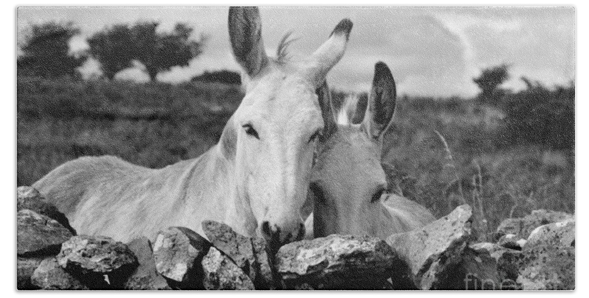 Donkey Bath Towel featuring the photograph Two white Irish donkeys by RicardMN Photography